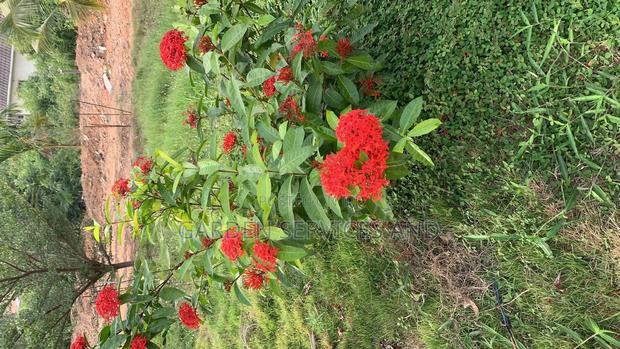 Shrubs for Sale · Photo 5