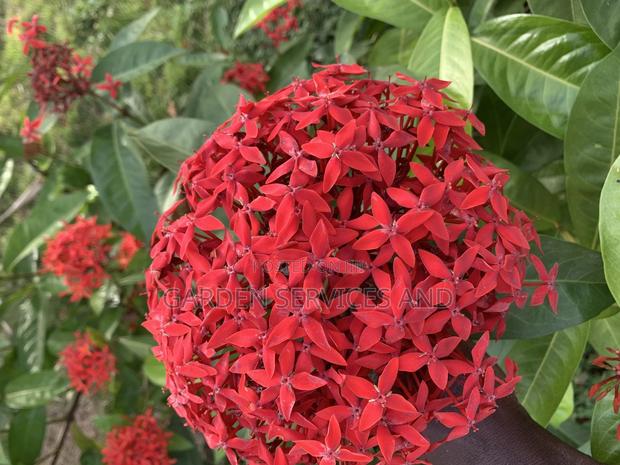 Shrubs for Sale · Photo 2