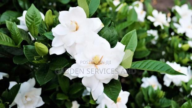 Gardenia for Sale · Photo 2