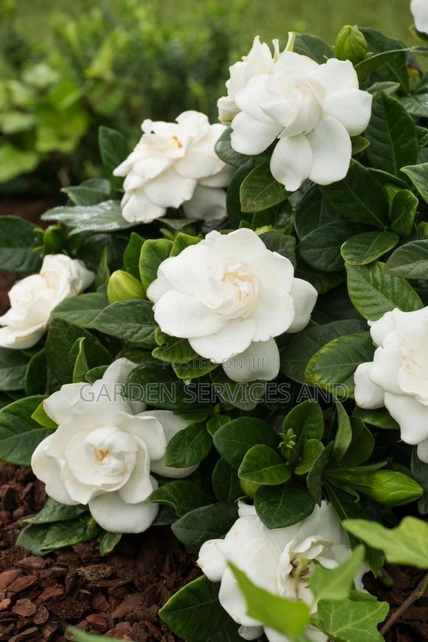 Gardenia for Sale · Photo 1