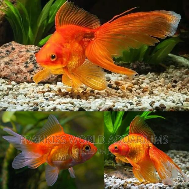 Fantail Gold Fish · Photo 1