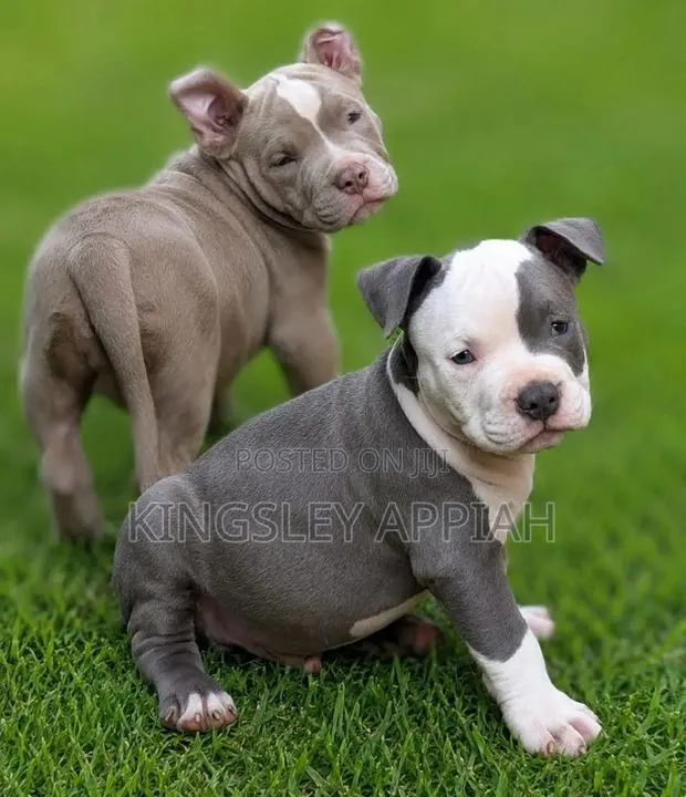 1-3 months Male Purebred American Bulldog · Photo 1
