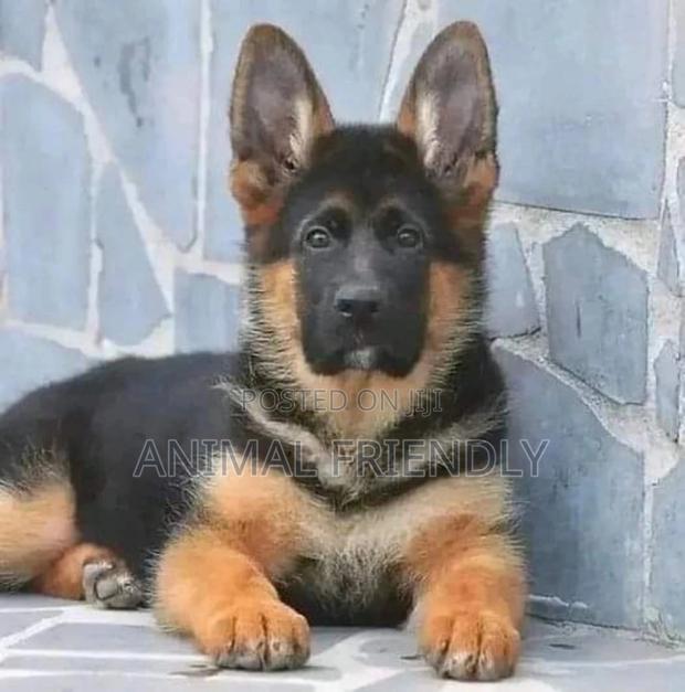 1-3 months Male Purebred German Shepherd · Photo 1
