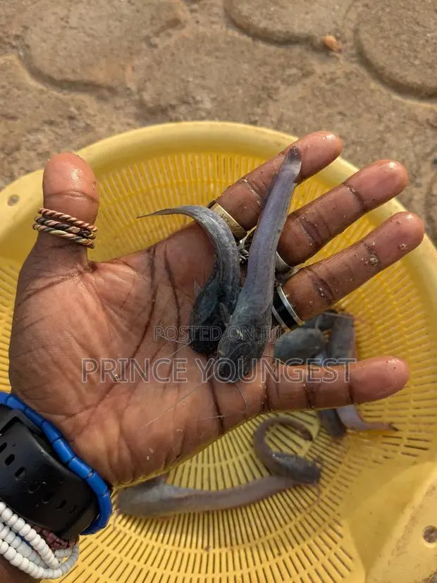 Hybrid Catfish Fingerlings · Photo 1