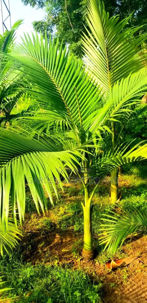 King Palm for Sale · Photo 1