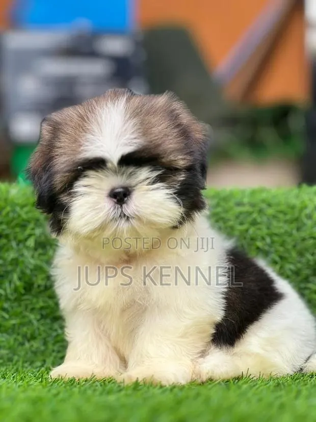 1-3 months Female Purebred Shih Tzu · Photo 1