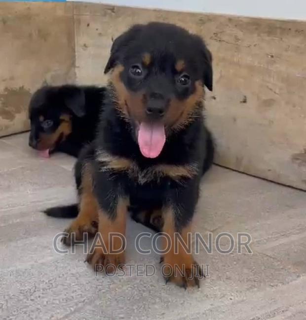 1-3 months Female Purebred Rottweiler · Photo 1