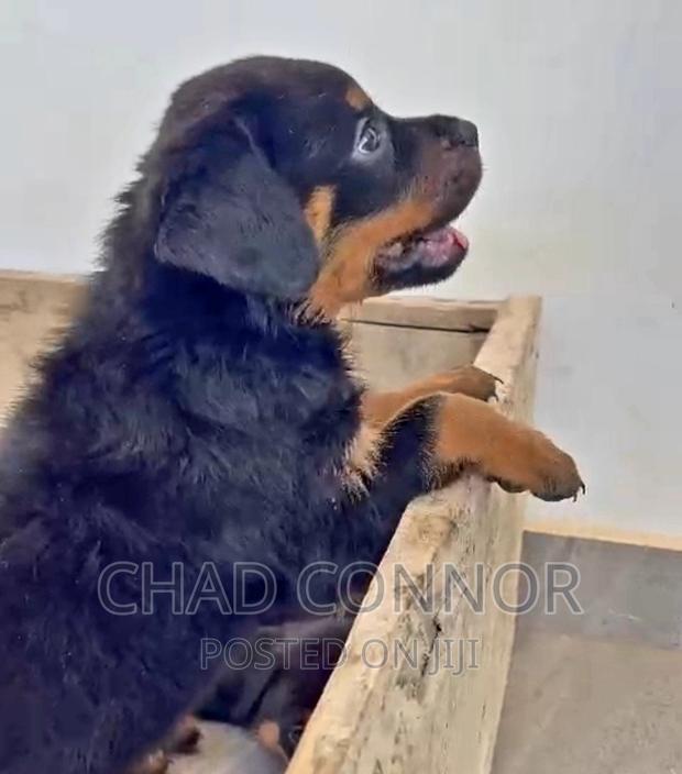 1-3 months Female Purebred Rottweiler · Photo 3
