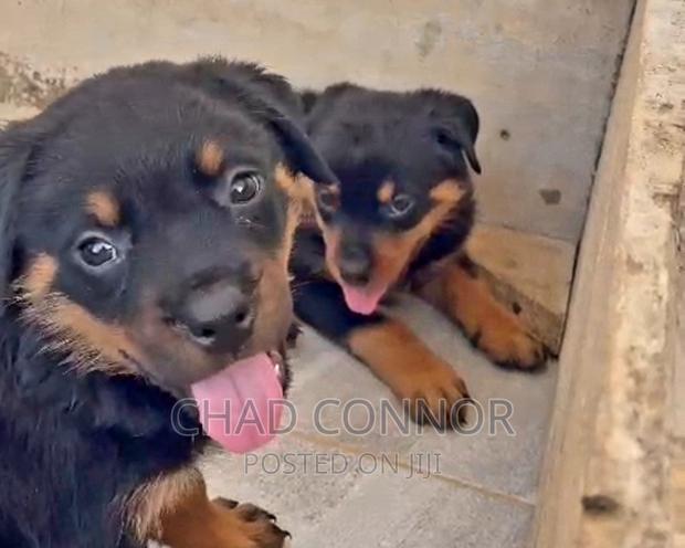 1-3 months Female Purebred Rottweiler · Photo 2
