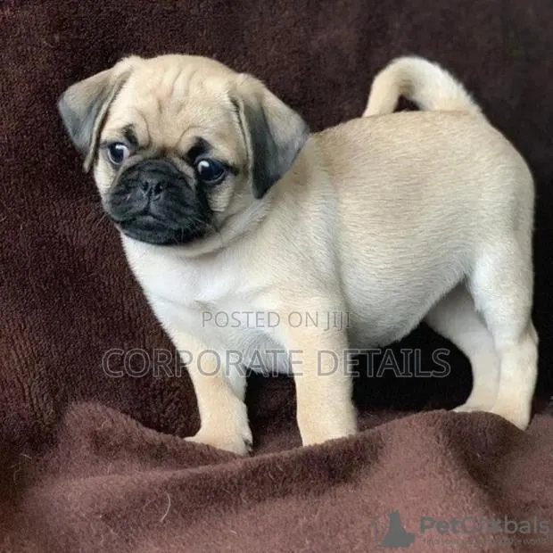 1-3 months Female Purebred Pug · Photo 1