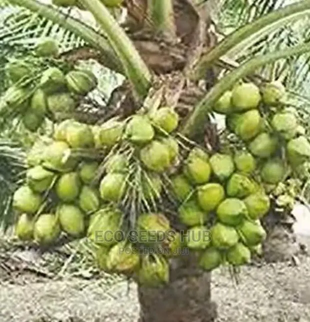 Exotic Dwarf Coconut Seedlings · Photo 1