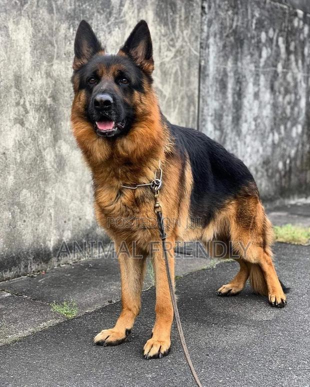 1-3 months Male Purebred German Shepherd · Photo 1