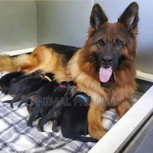 1-3 months Female Purebred German Shepherd · Photo 1