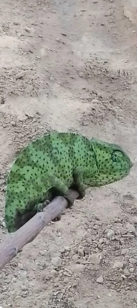 Chameleon Production Farms · Photo 4