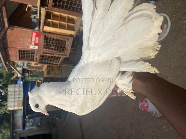 Fantails Pidgeons · Photo 1