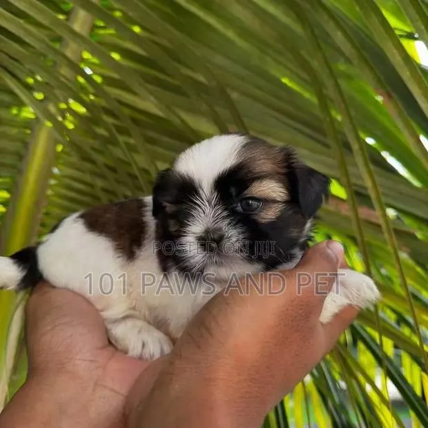 1-3 months Female Purebred Shih Tzu · Photo 2