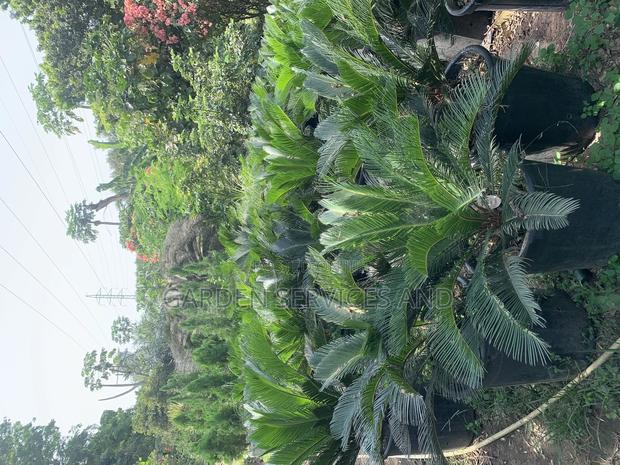 Sago Palm for Sale · Photo 1