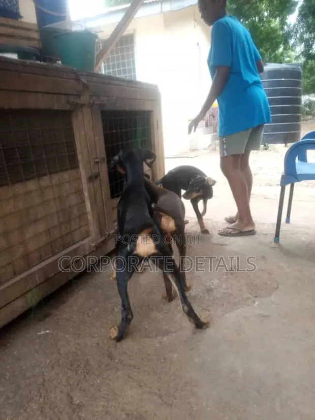 1-3 months Male Purebred Doberman Pinscher · Photo 1