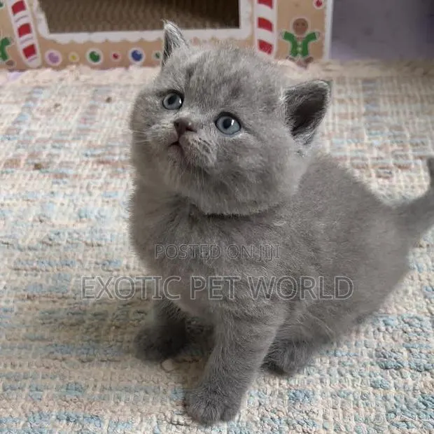 1-3 months Male Purebred British Shorthair · Photo 1