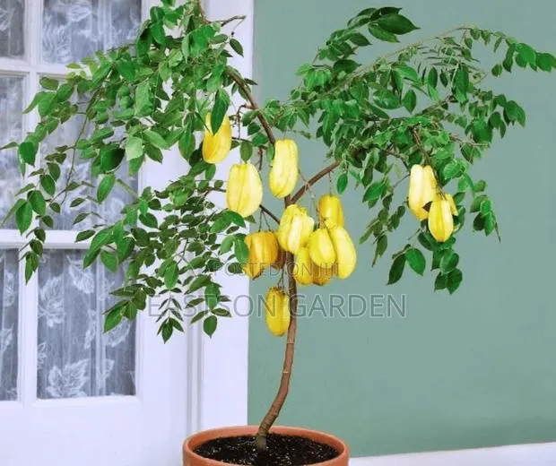 Exotic Star Fruit Seedlings · Photo 1
