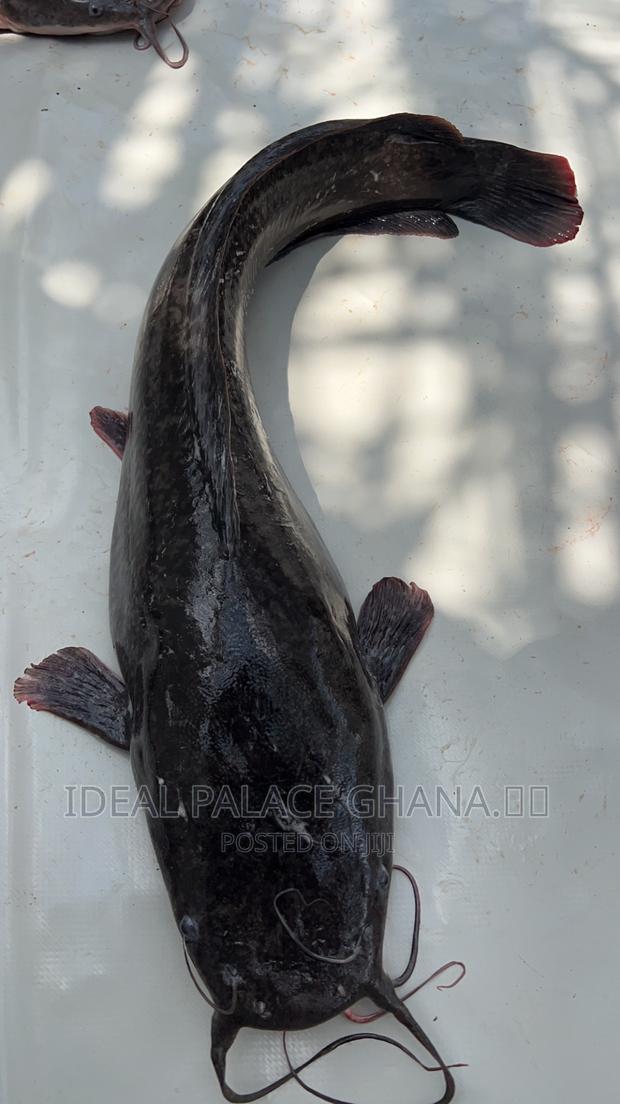 Healthy Catfishes · Photo 1
