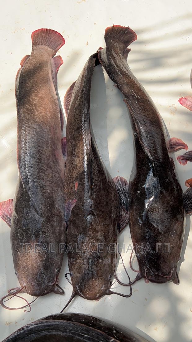 Healthy Catfishes · Photo 2