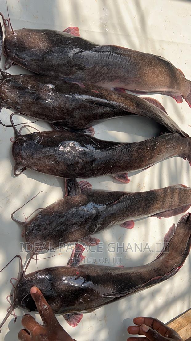 Healthy Catfishes · Photo 4