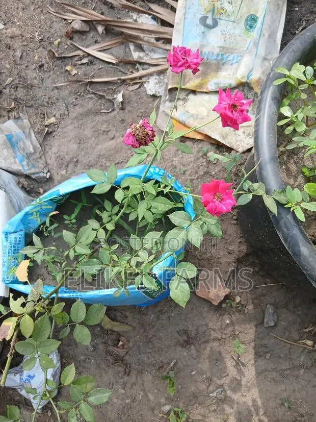 Rose Flower Plant, Jasmin Perfume Plant for Sale · Photo 1