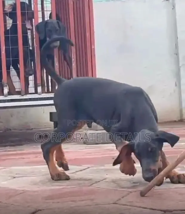 3-6 months Male Purebred Doberman Pinscher · Photo 1