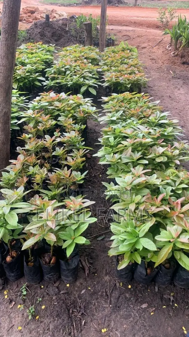 Grafted Avocado Seedlings for Sale. · Photo 1