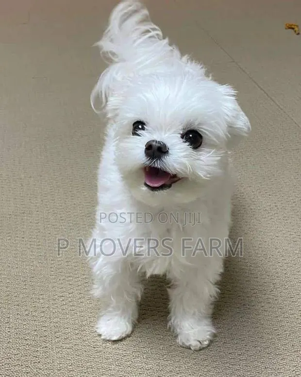 1-3 months Male Purebred Maltese · Photo 1