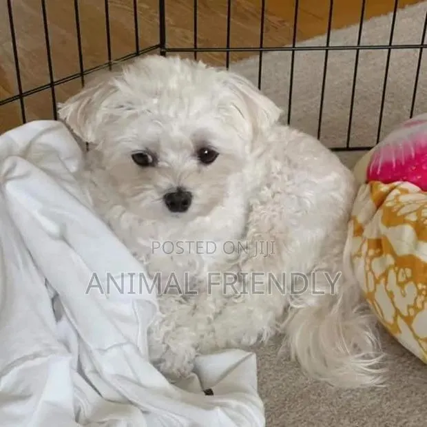 1-3 months Female Purebred Maltese · Photo 1