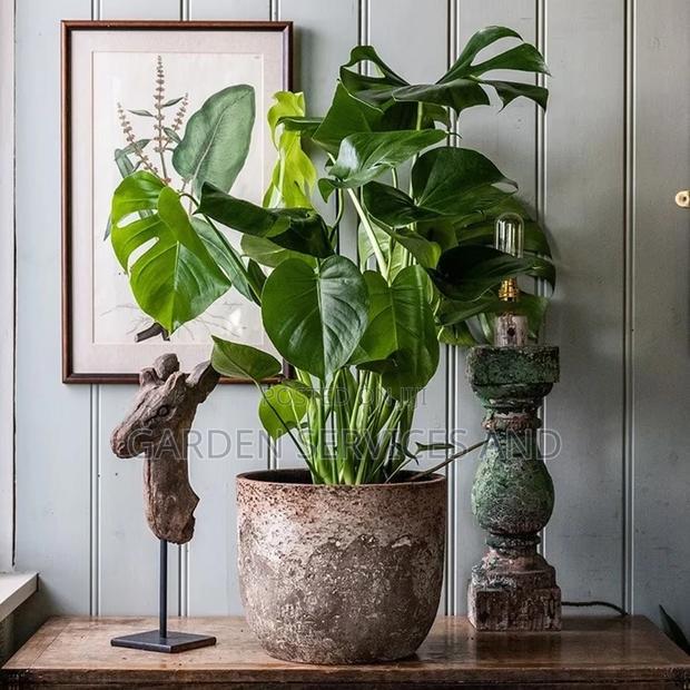 Monstera1 for Sale · Photo 1