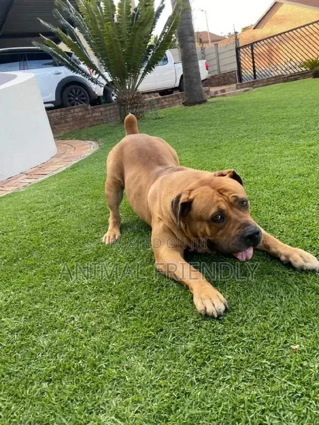 1-3 months Male Purebred Boerboel · Photo 1