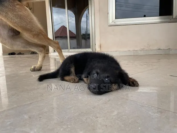 1-3 months Male Purebred German Shepherd · Photo 1