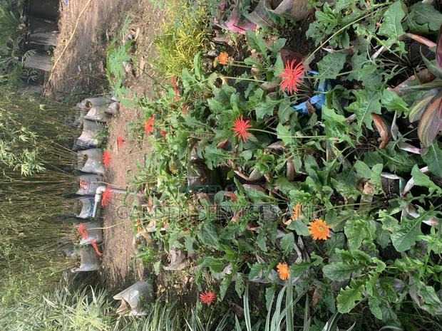 All Kinds of Flowers Available for Sale · Photo 1