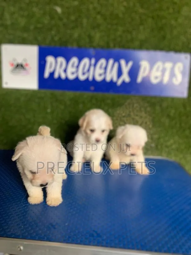 1-3 months Female Purebred Poodle · Photo 1