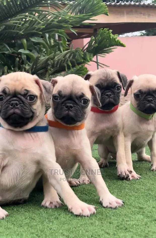 1-3 months Female Purebred Pug · Photo 1