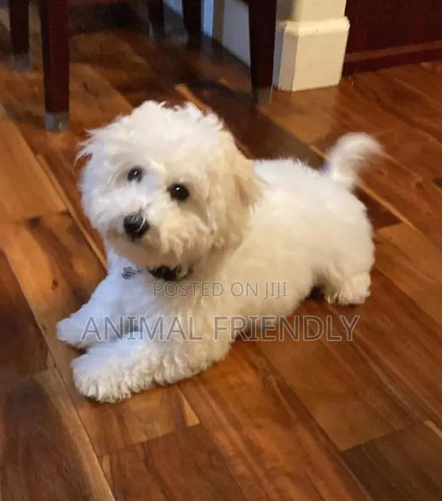 1-3 months Male Purebred Poodle · Photo 1