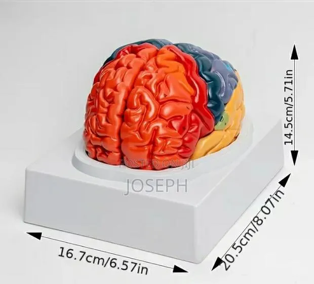 Full Brain Anatomy · Photo 3