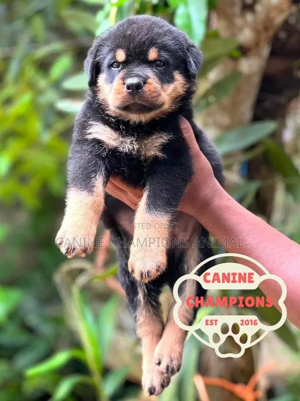 1-3 months Female Purebred Rottweiler · Photo 1