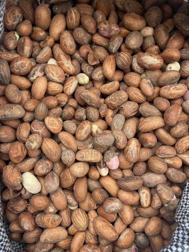Bitter Cola Nut · Photo 1