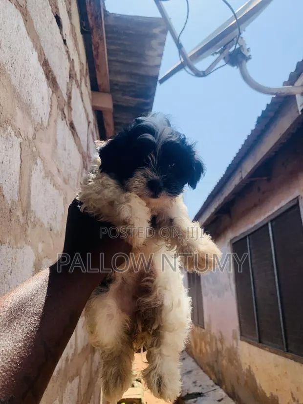 1-3 months Male Purebred Poodle · Photo 1
