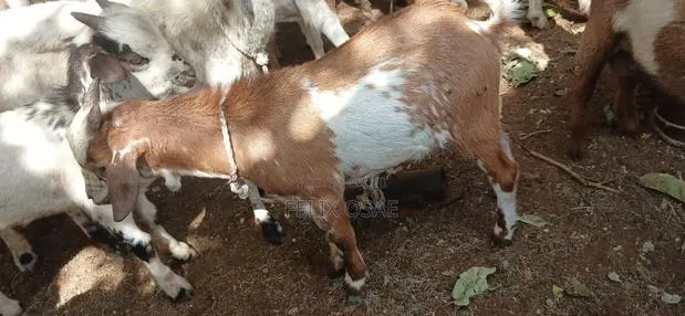 Goats for Sale · Photo 1