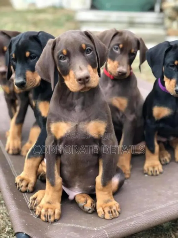1-3 months Male Purebred Doberman Pinscher · Photo 1