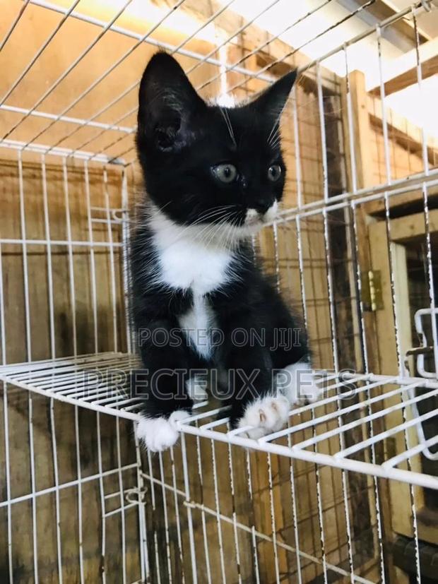 1-3 months Male Mixed Breed Turkish Van · Photo 2
