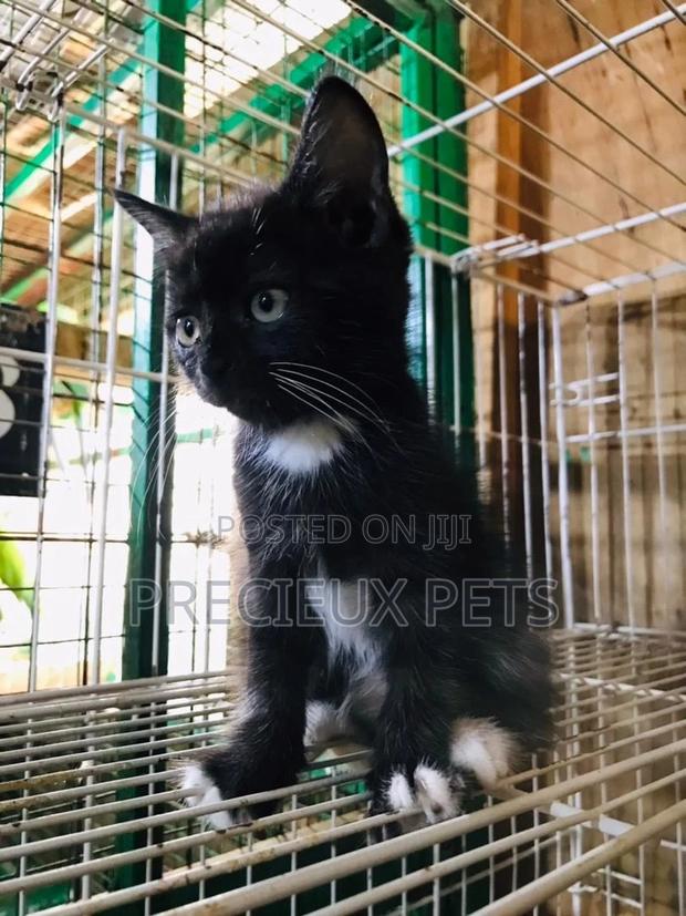 1-3 months Male Mixed Breed Turkish Van · Photo 3