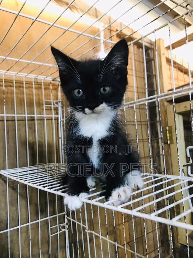 1-3 months Male Mixed Breed Turkish Van · Photo 1