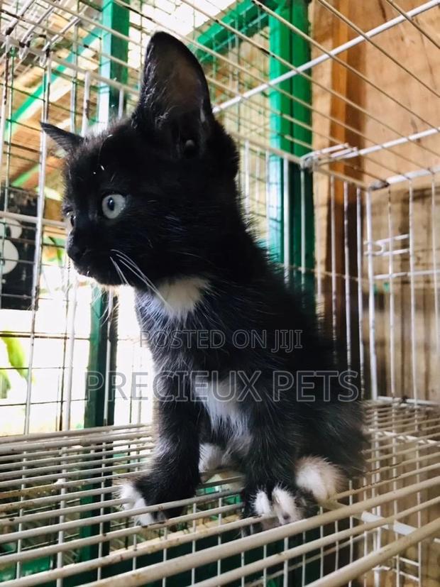 1-3 months Male Mixed Breed Turkish Van · Photo 4