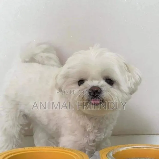 1-3 months Male Purebred Poodle · Photo 1